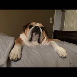 Meet your Posher, Amber